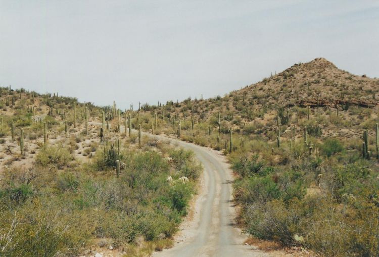 Ajo Mountain Drive